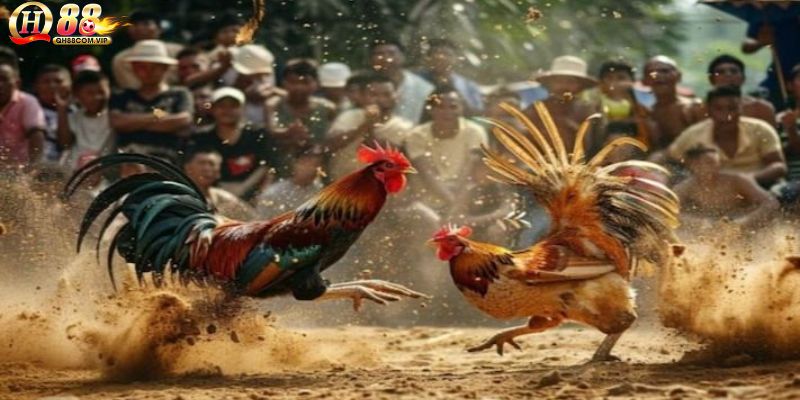 Đá gà campuchia với chất lượng tối ưu
