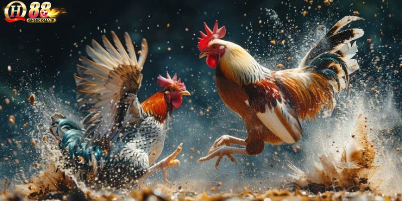 Đá gà campuchia với truyền thống lâu đời