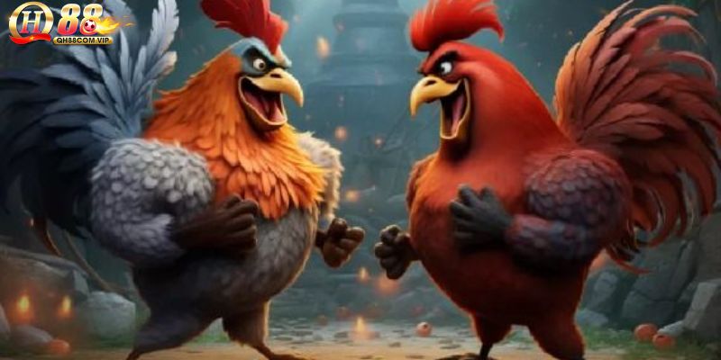 Quy định về thể trạng của gà chiến mà bạn cần nắm